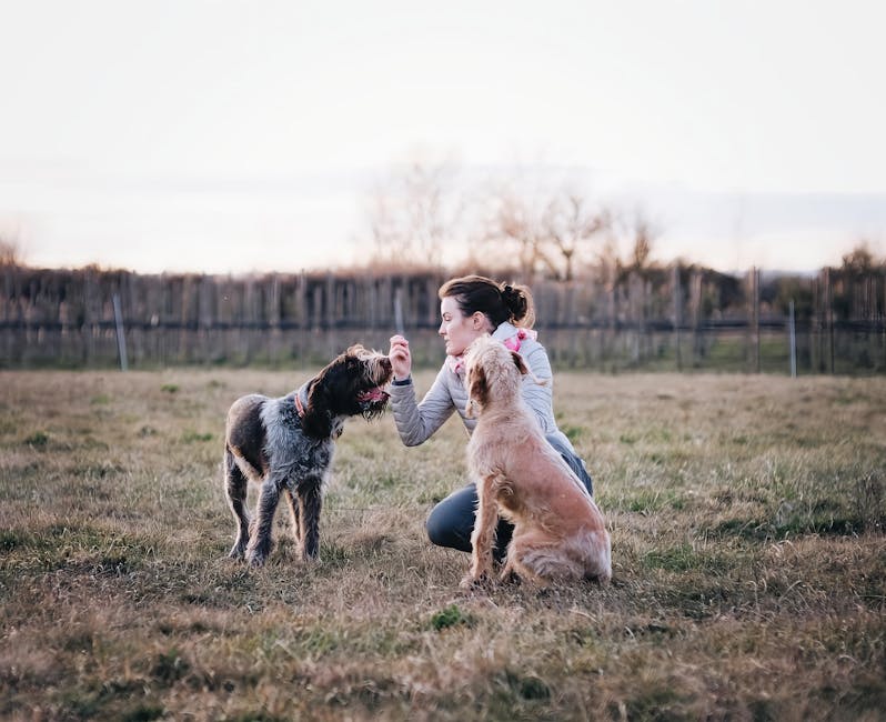 The 3-3-3 Rule: Your Dog’s Science-Backed Timeline for True Settlement