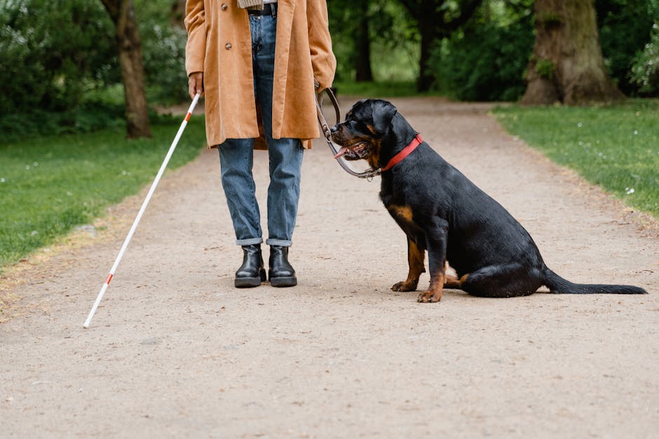 The 8-Week Dog Training Plan That Actually Works (No Classes Required)