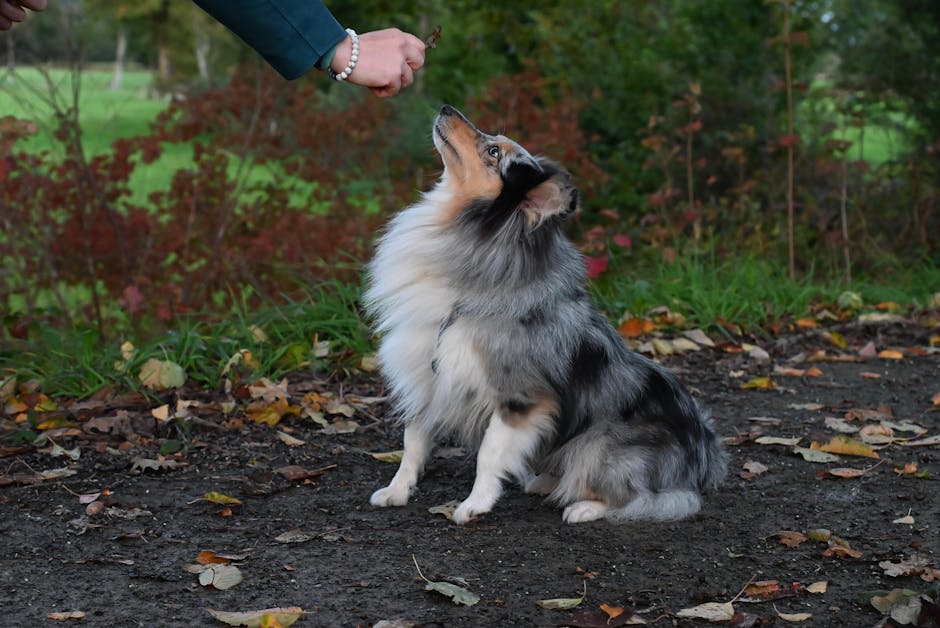 The Complete Dog Care Basics Guide That Cuts Through Online Confusion