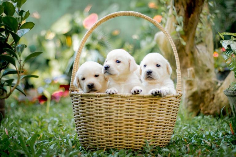 The Complete Guide to Choosing the Best Puppy Food for Your Lab in 2026