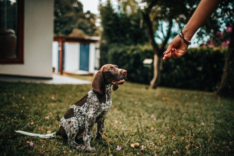 The Puppy Training Blueprint: From Chaos to Well-Behaved Dog in 2026
