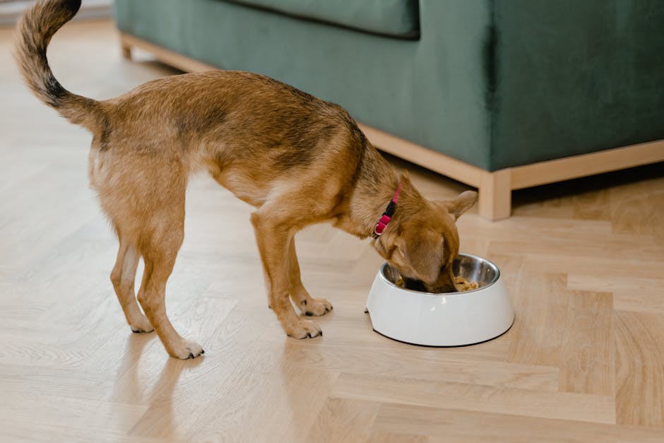 Top 10 Best Puppy Foods in 2026: Expert-Backed Rankings & Reviews
