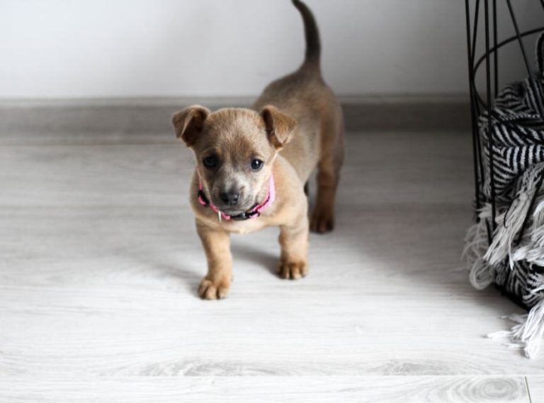 Train Your Puppy at Home: The Complete Guide to Success Without Classes