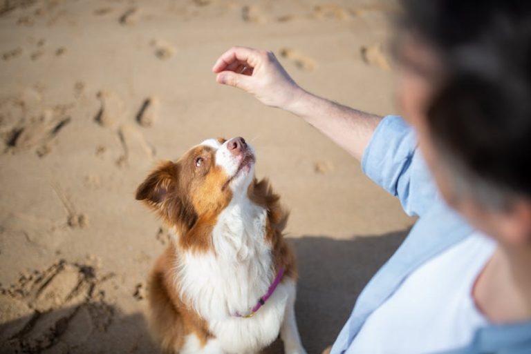 Training a Rescue Dog: Reddit’s Best Tips for Success in 2025