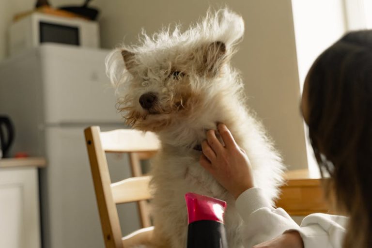 Transform Your Dog From Scruffy to Salon-Fresh at Home: Complete Guide