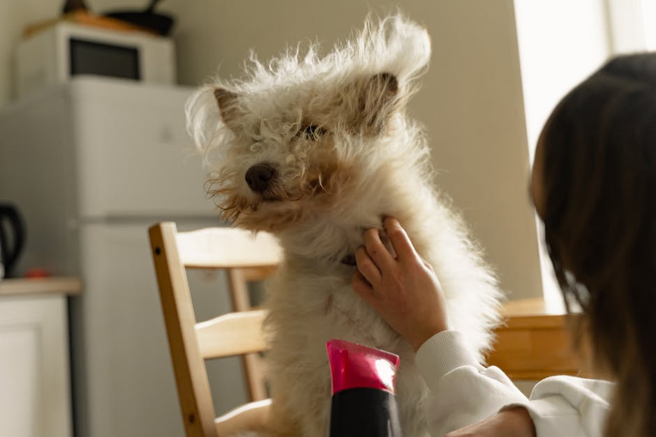 Transform Your Dog From Scruffy to Salon-Fresh at Home: Complete Guide