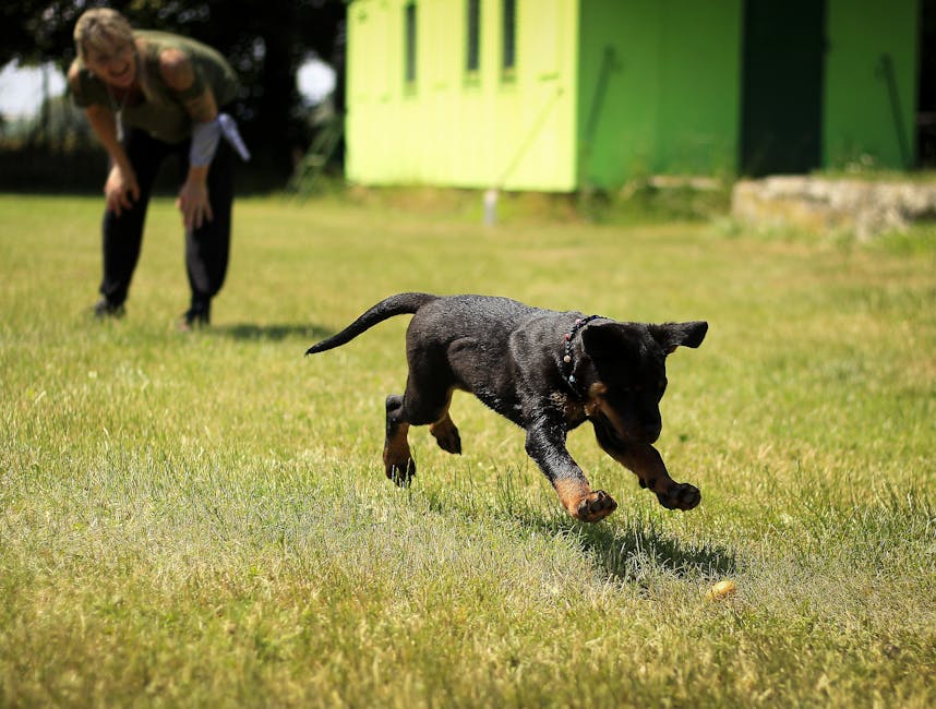 Transform Your Dog Into the Perfect Companion (Without Expensive Classes)