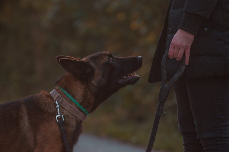 Vet-Approved Dog Obedience Training to Stop Barking for Good