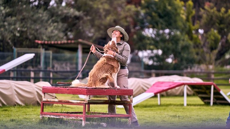 What Is the 3-3-3 Rule for Dogs? Plus Secret Rules That Transform Training