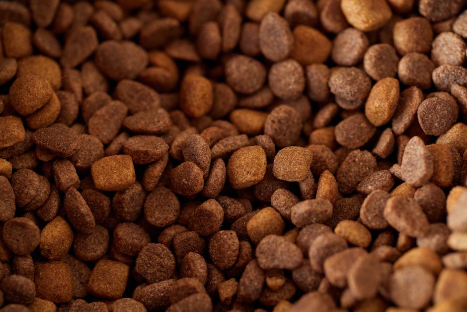 What Is the Healthiest Thing to Feed My Dog? The Basics That Actually Matter