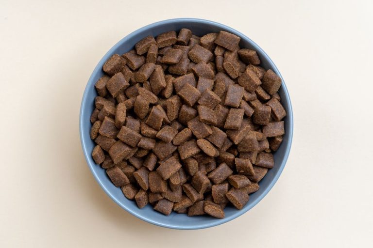 What Is the Ideal Nutrition for a Dog? The Real Formula, No Brand Hype