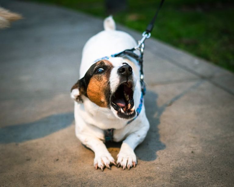 What Vets Recommend to Stop Dogs From Barking (2026 Methods That Work)