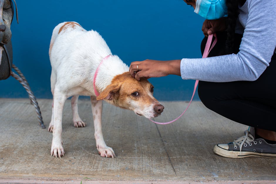 When to Start Training Your Rescue Dog: The 2026 Timeline That Actually Works
